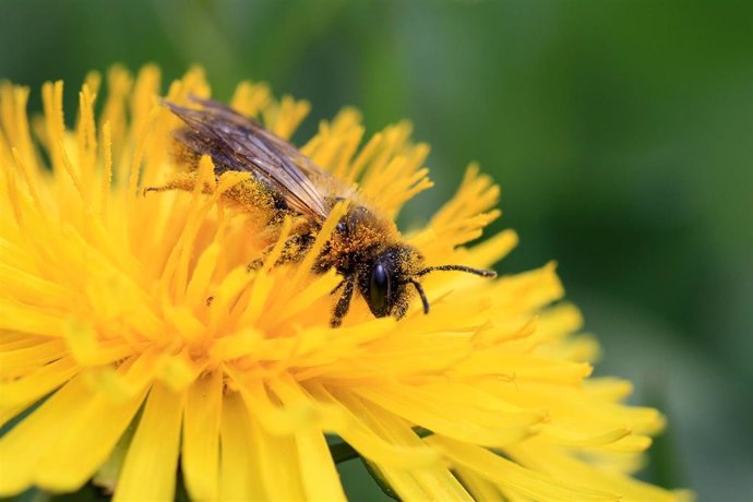 Archivo - Abeja cubierta por polen
