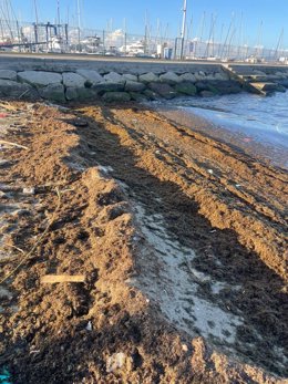 Algas acumuladas en el litoral de Poniente de La Línea de la Concepción.