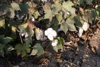 El sector del algodón confía en una mayor dotación de riego tras las lluvias que mejore la próxima campaña