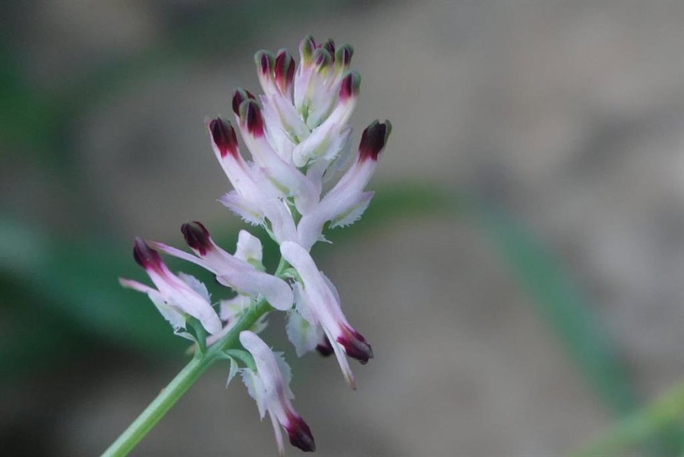 Imagen de una planta de la especie 'Fumaria munbyi'