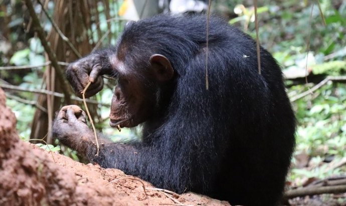 Chimpanzé observado enquanto seleciona plantas para capturar cupins