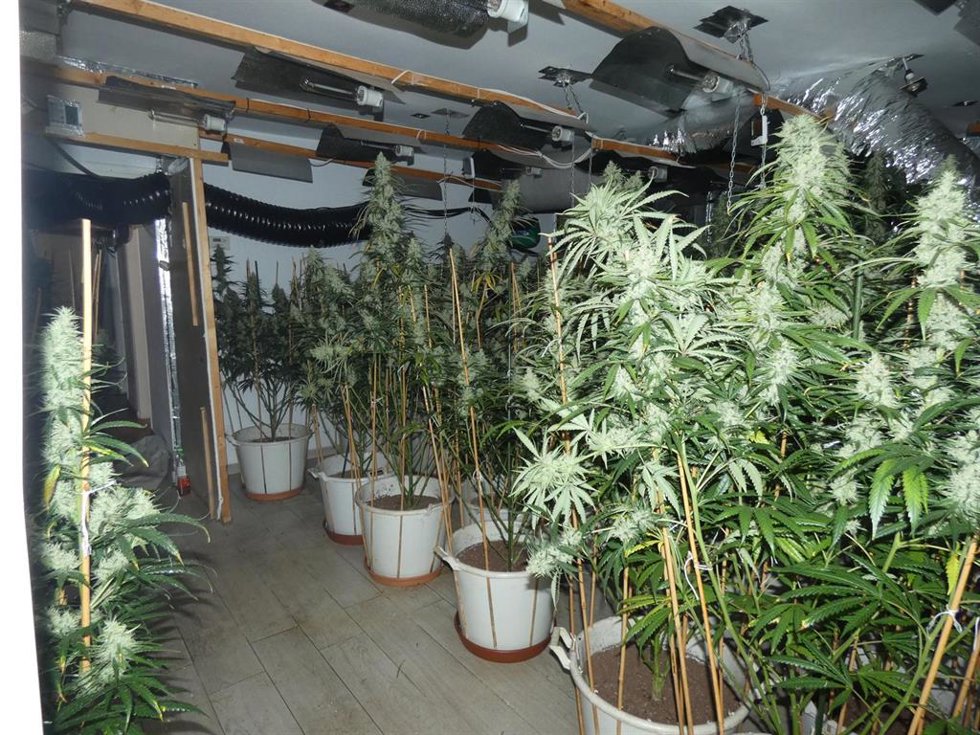 Plantas de marihuana localizadas en la casa de un detenido en Torredembarra (Tarragona)