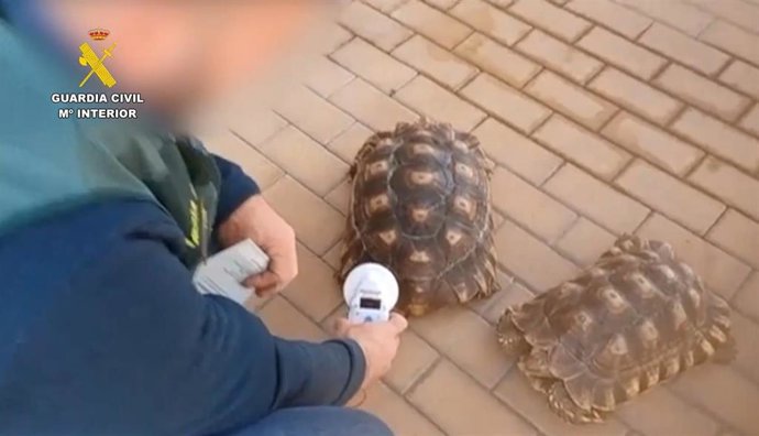 Se han intervenido 17 especímenes de especies protegidas como aves rapaces, tortugas, un mono tití, cocodrilos, una caracola de mar, un caracal, un flamenco, un loro, servales, caparazón de tortugas o pieles de cebra.