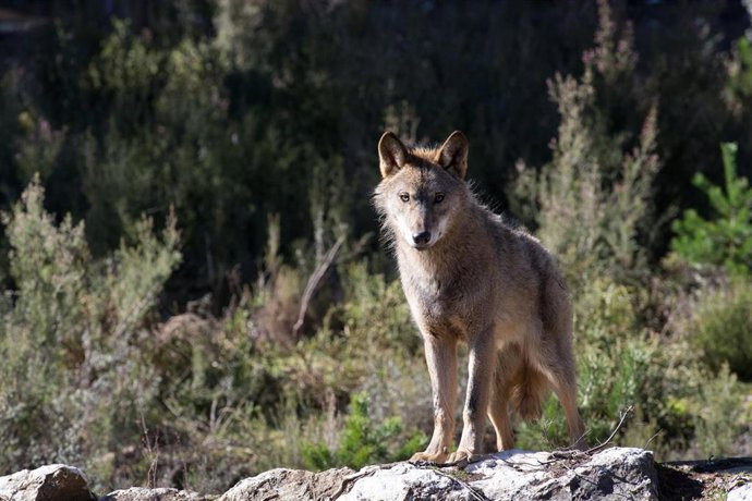 Archivo - Un lobo ibérico del Centro del Lobo Ibérico en localidad de Robledo de Sanabria.