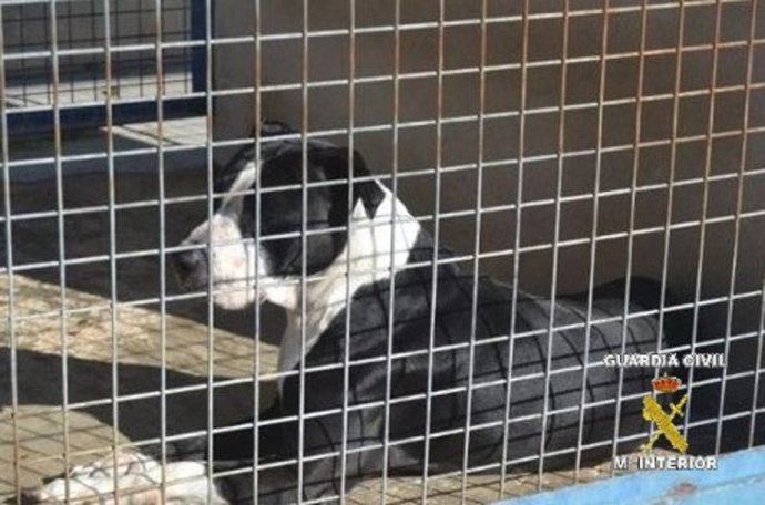 Archivo - Perro en una perrera (imagen de recurso)