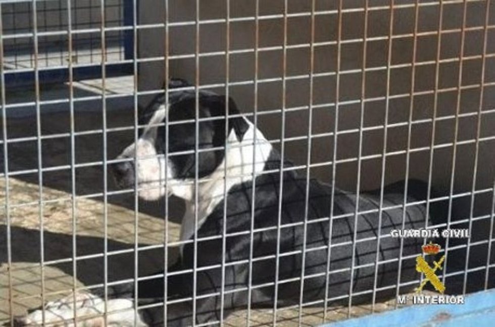 Archivo - Perro en una perrera (imagen de recurso)