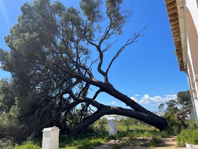 Estado actual del pino de Fuentepiña de Moguer (Huelva).