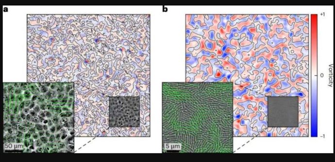 A,b, Campos representativos de velocidad y vorticidad observados en monocapas de células MDCK eucariotas (a) y células procariotas WT de P. Aeruginosa (b).