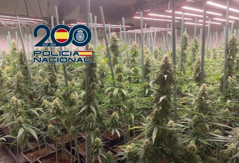 Archivo - Imagen de recurso de un cultivo indoor de marihuana.