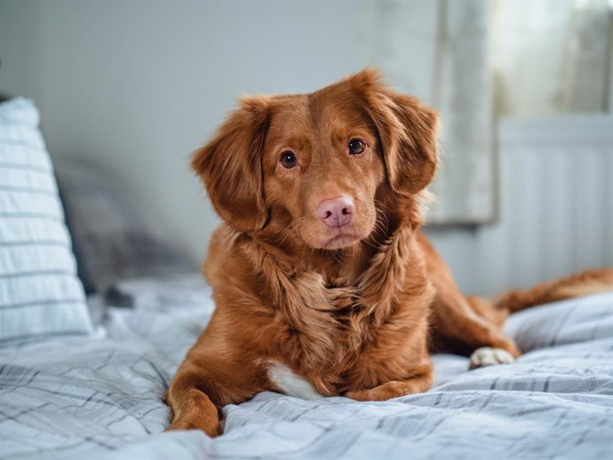 The way dogs see us has some surprises in store.