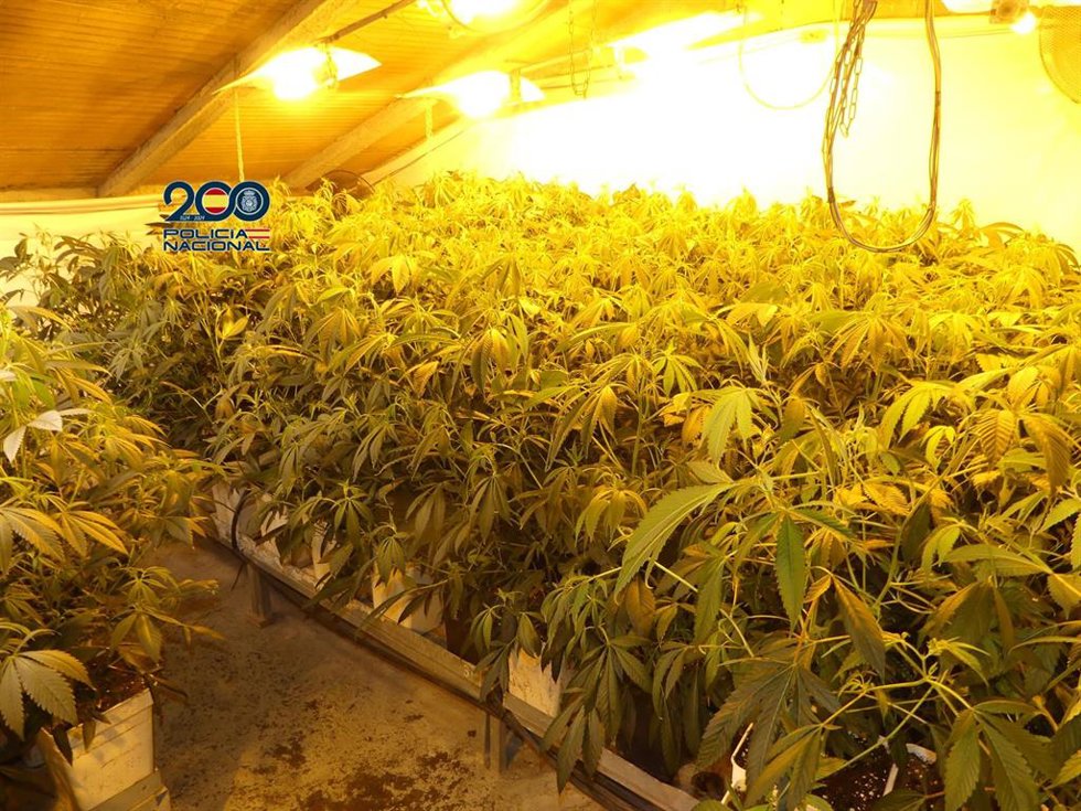 Imagen de archivo de una plantación de marihuana intervenida por la Policía Nacional 