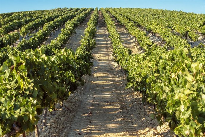 Archivo - Imagen de archivo de un campo de cultivo.