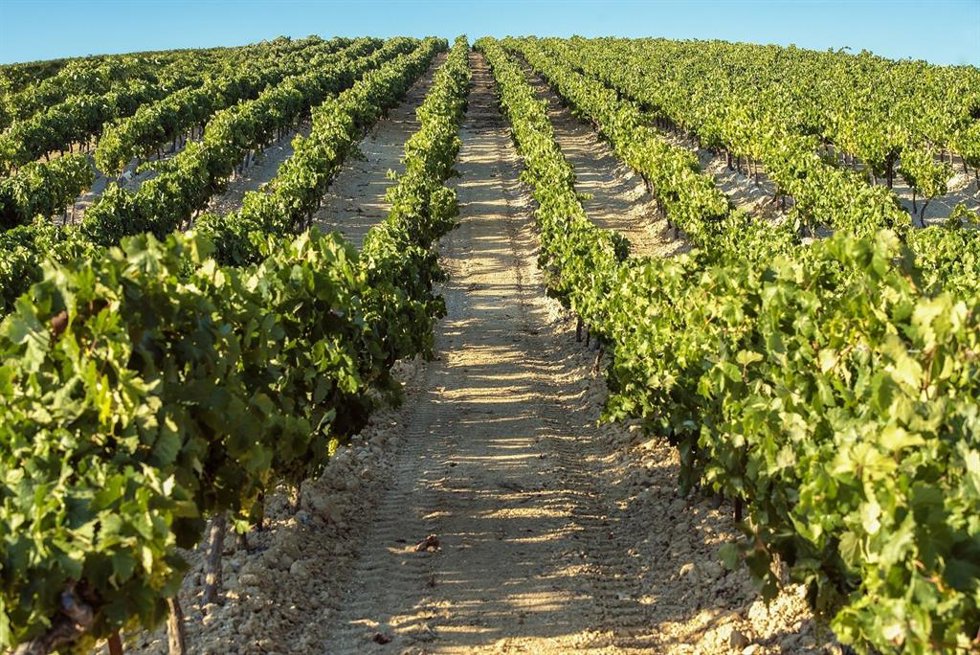 Archivo - Imagen de archivo de un campo de cultivo.