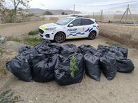 Hallan más de 700 plantas de marihuana al ir a rescatar cuatro perros abandonados en un solar de Almería