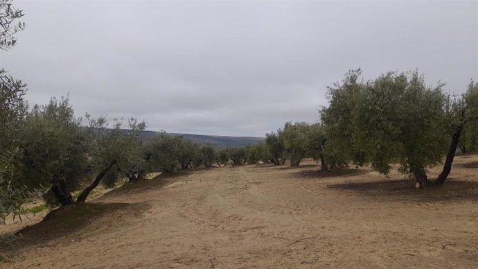 Olivar en Lopera.