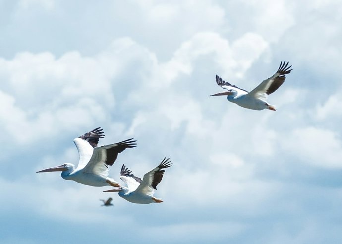 Pelicanos e outras aves selvagens agem para espalhar a gripe aviária entre os continentes