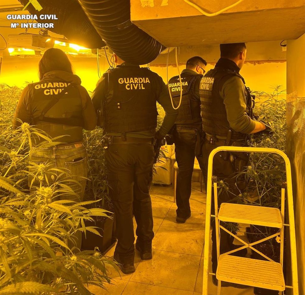 Desmantelada una plantación de marihuana