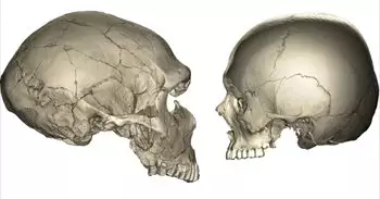 ¿Por qué los humanos tienen la cara más pequeña que los neandertales?