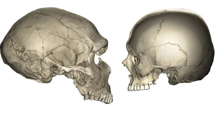 Esquerda: Tomografia computadorizada (TC) de um fóssil de Neandertal (La Ferrassie 1). Direita: Tomografia computadorizada de um ser humano moderno.