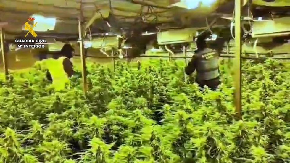 La plantación de marihuana intervenida en El Rubio