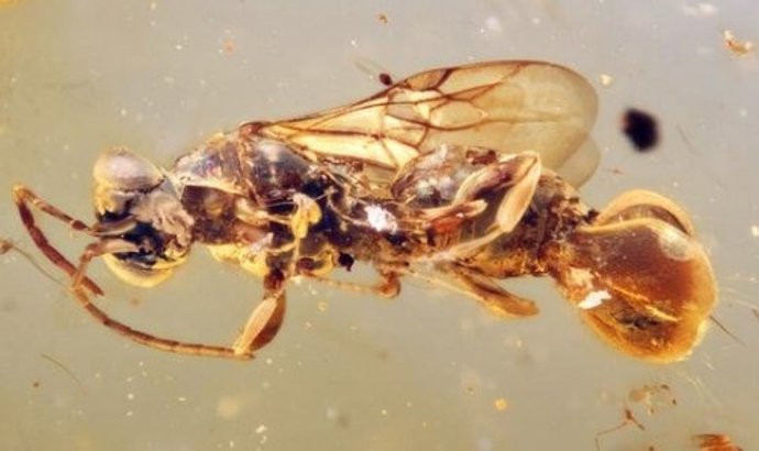 Holotipo de Sirenobetilus charybdis