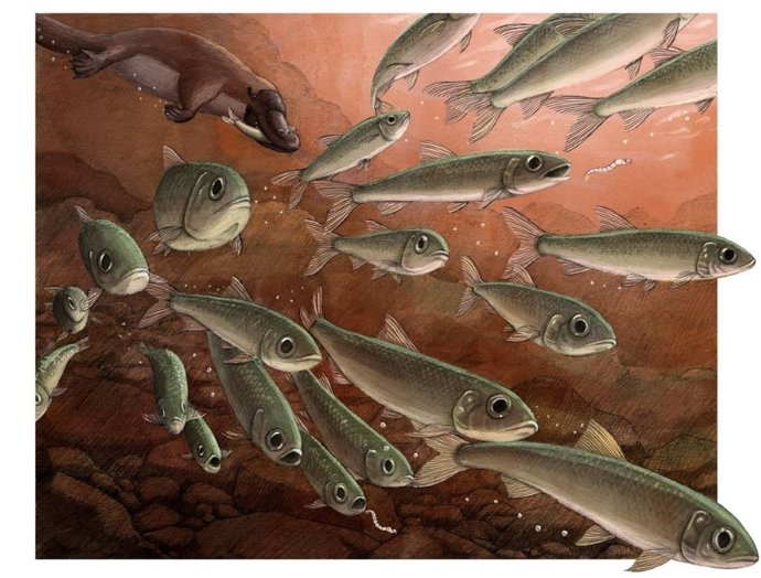 Cena do antigo billabong em McGraths Flat. Um cardume de Ferruaspis brocksi se alimenta de larvas do mosquito fantasma Chaoborus abundans enquanto é perseguido por Obdurodon, um ornitorrinco dentado extinto.