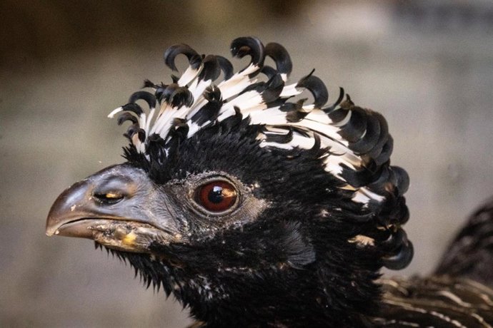 Muitú, el enigmático guardián del bosque sudamericano