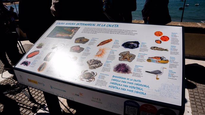 Paneles informativos instalados en la playa de La Caleta de Cádiz para enseñar la biodiversidad marina de este ecosistema gaditano