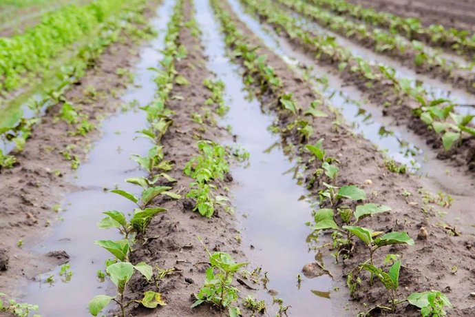 La biofertilización de Nostoc Biotech protege los cultivos tras las lluvias