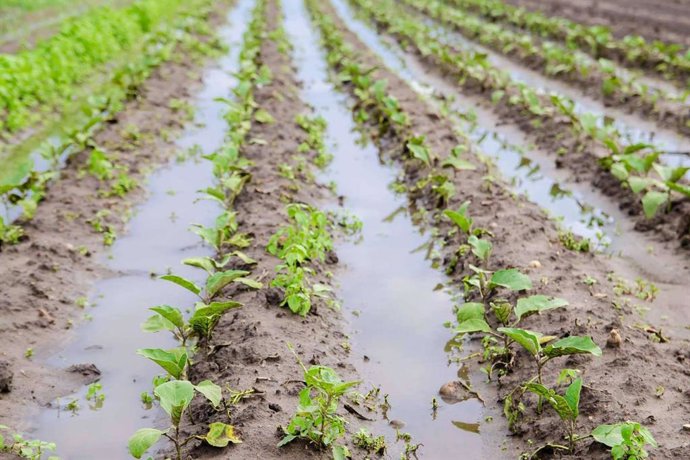 La biofertilización de Nostoc Biotech protege los cultivos tras las lluvias