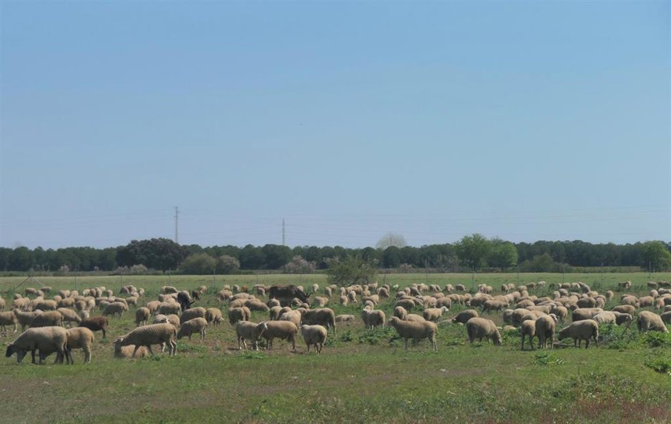 Rebaño de ovejas pastando al lado del Arroyo de El Partido, en Doñana.