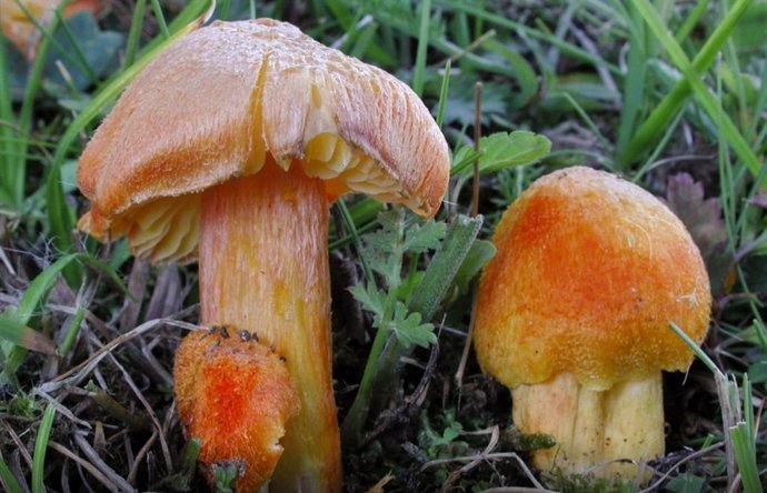 Hygrocybe intermedia, um dos fungos mais ameaçados de extinção do mundo