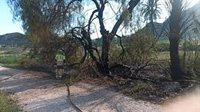Bomberos apagan un incendio de palmeras y arbustos frente al cuartel de la Guardia Civil en Santomera (Murcia)