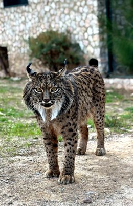 Imagen del lince Brisa