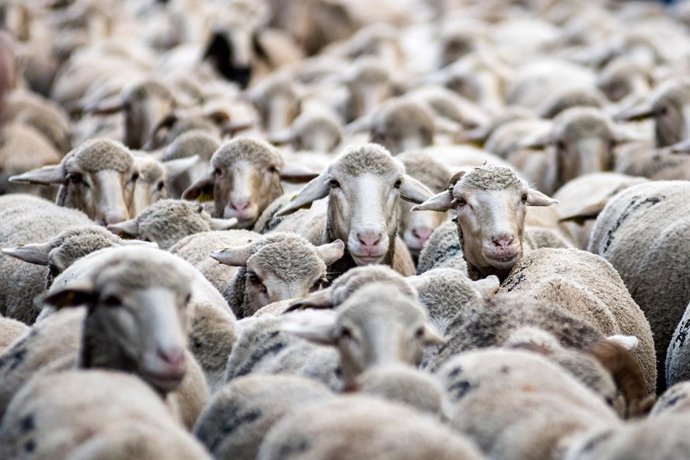 Archivo - Rebaño de ovejas