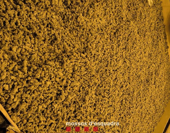 Los Mossos d'Esquadra desarticulan un grupo criminal que se dedicaba al cultivo de marihuana por todo el territorio catalán