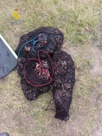 La Guardia Civil investiga a un gijonés de 41 años por la captura de casi 20 kilos de percebes sin licencia