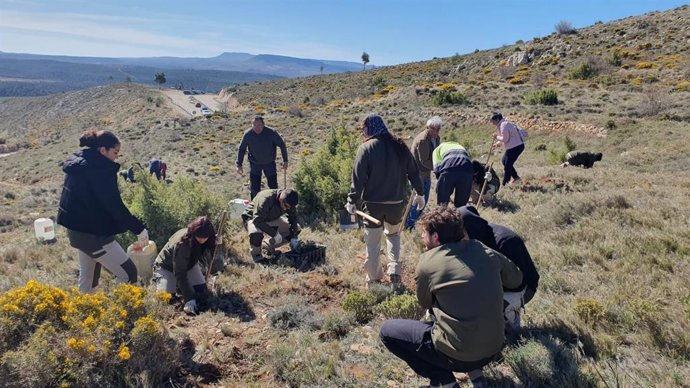 Plantación llevada a cabo el pasado año en la Ruta del Silencio, en el Maestrazgo turolense.