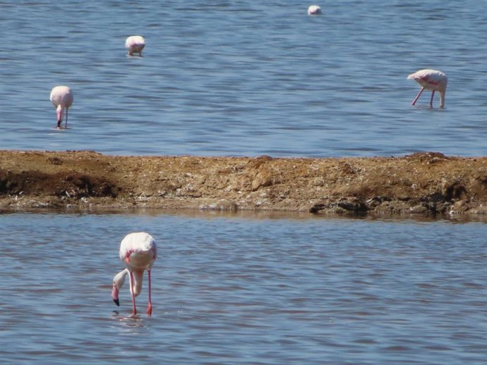 Imagen de las marismas del Odiel.