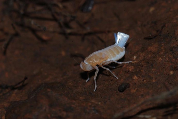 Chicharrita subterránea descubierta en Canarias