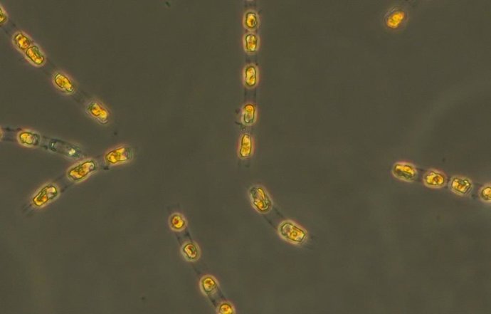 Totalmente ativa novamente, mesmo após cerca de 7.000 anos sem luz e oxigênio, nos sedimentos do Mar Báltico: a diatomácea Skeletonema marinoi.