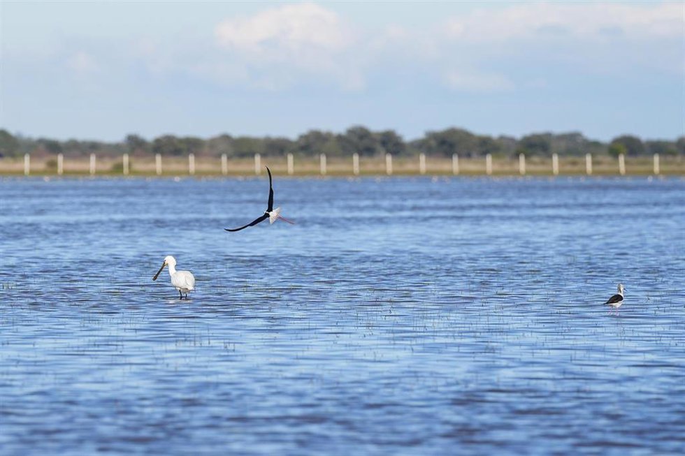 Archivo - Marismas de Doñana.