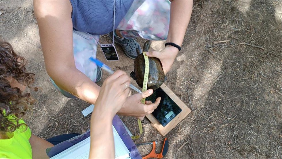 Localizadas 5 Mauremys leprosa en el Barranc de l'Horteta