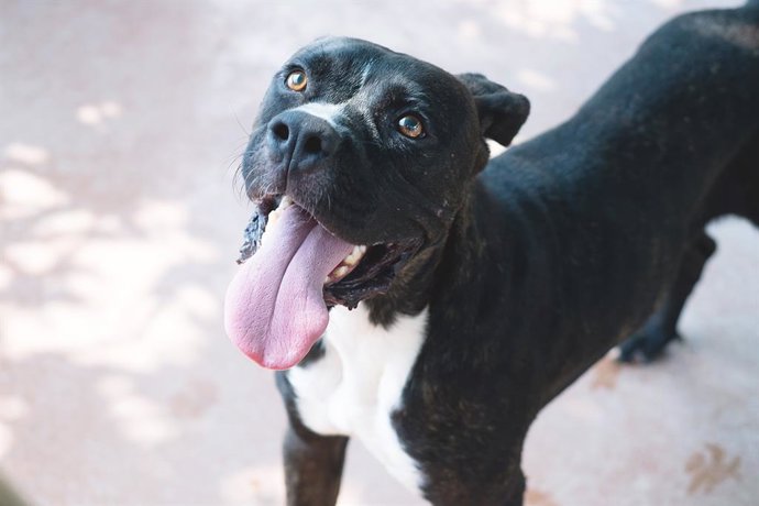 Archivo - Un perro de una raza considerada potencialmente peligrosa. 