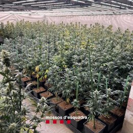 Plantas de marihuana incautadas por los Mossos d'Esquadra en Blanes (Girona) y Palafolls (Barcelona)