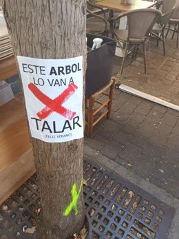 Archivo - Árboles marcados en la plaza de Santa Ana alertando de su tala. Madrid, a 31 de julio de 2024.