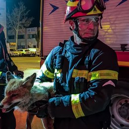 Bomberos rescatan un zorro atrapado dentro un coche en Collado Villalba