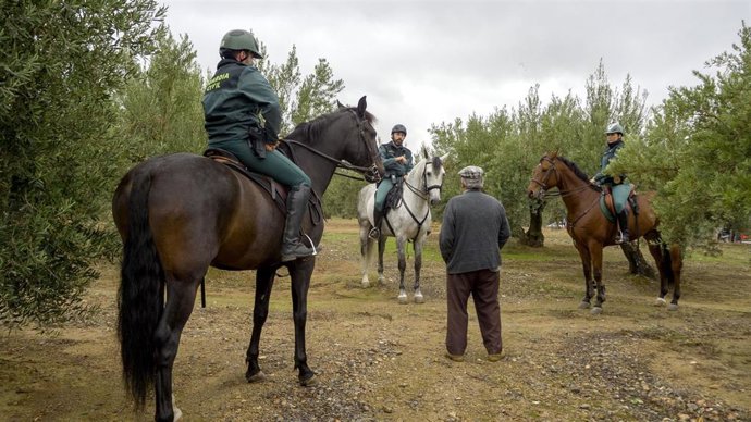 Labor de la Guardia Civil en los tajos durante la campaña de aceituna