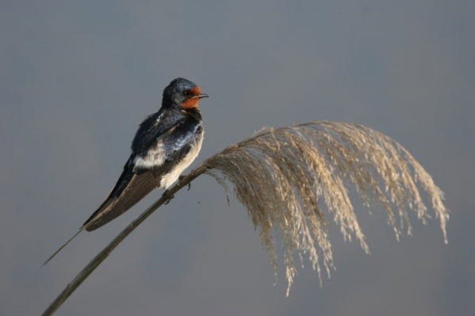 Archivo - Golondrina común