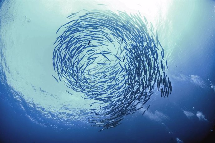 Archivo - Swirl Of Fish Barracuda